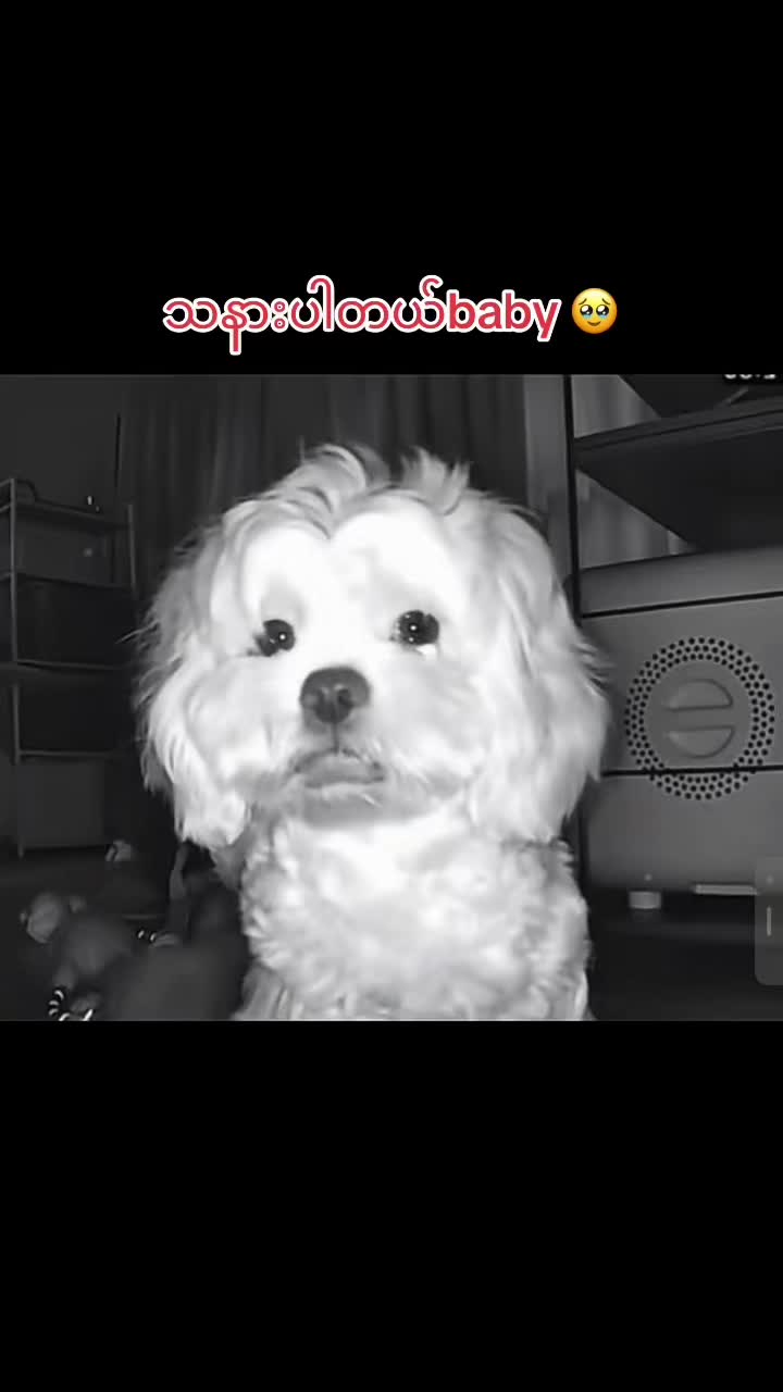 @招财🐶