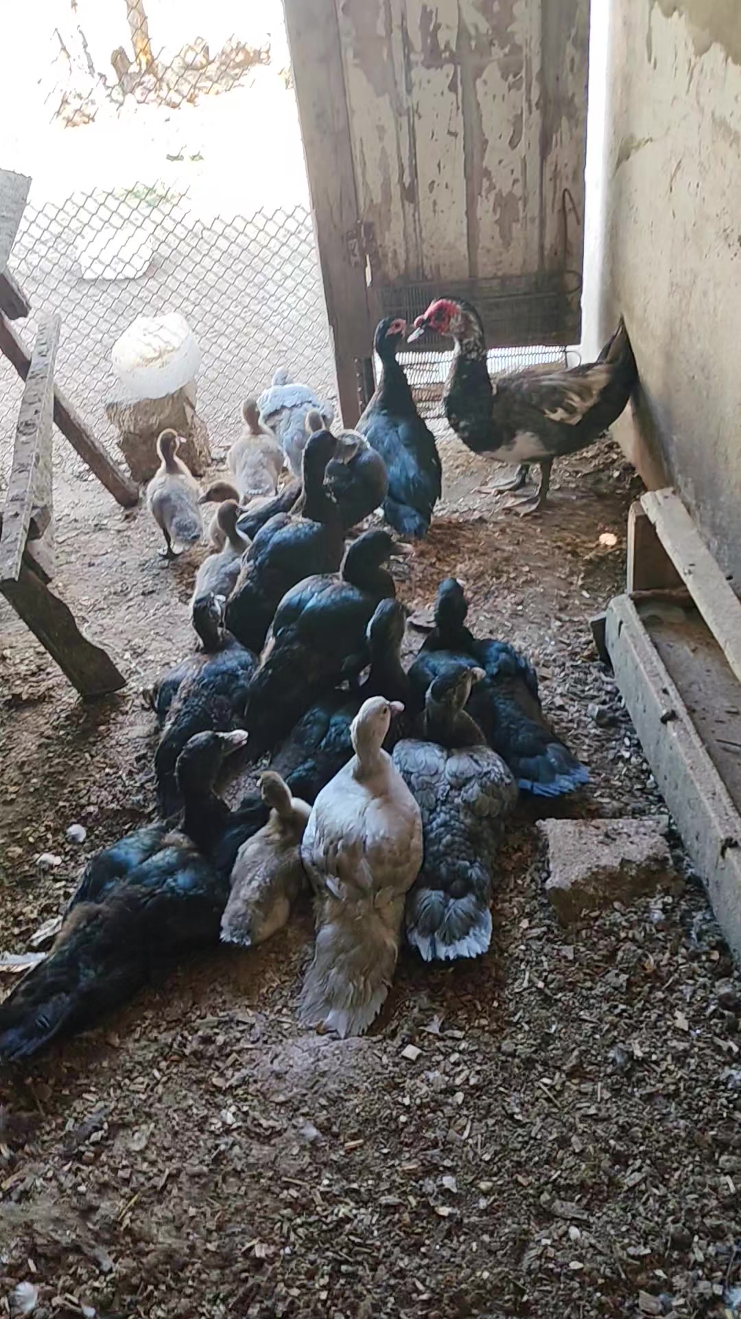 @MAŞTAĞA_QUŞCULUĞ