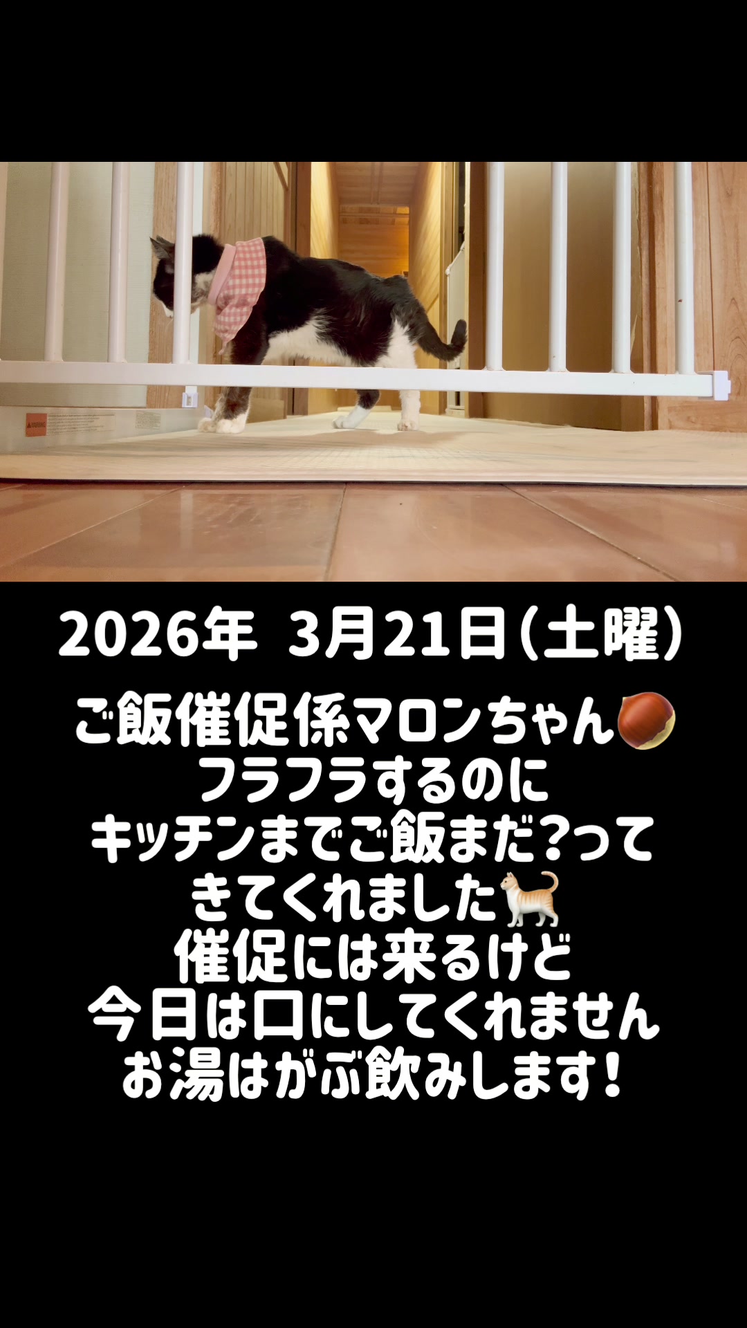 @ねこぷにもふ｜ホワイトシェパードのハクちゃん