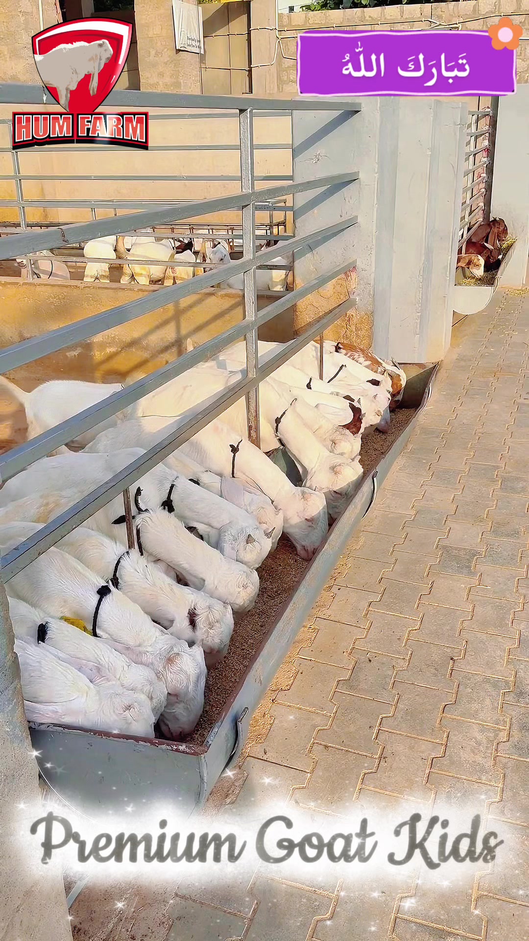 @Hum Farm