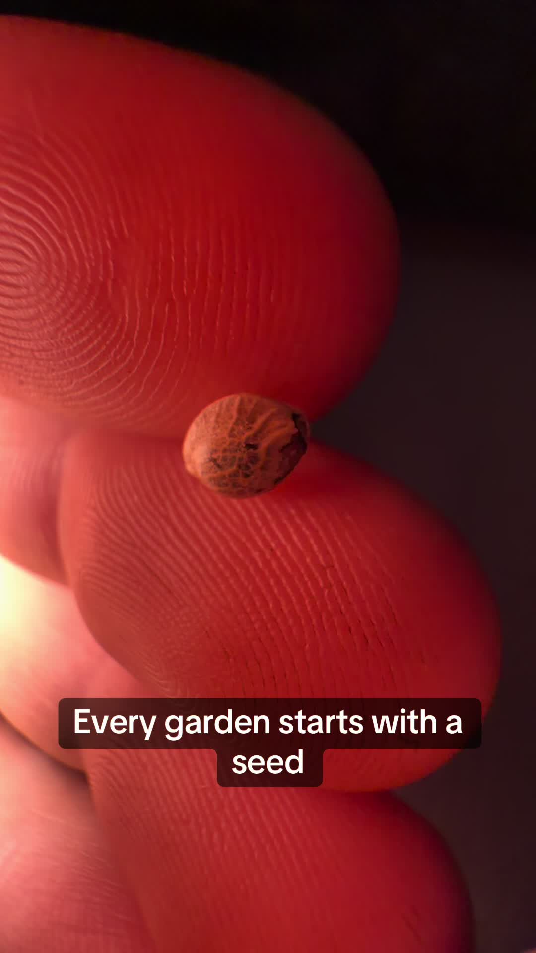 @SEEDTIVA