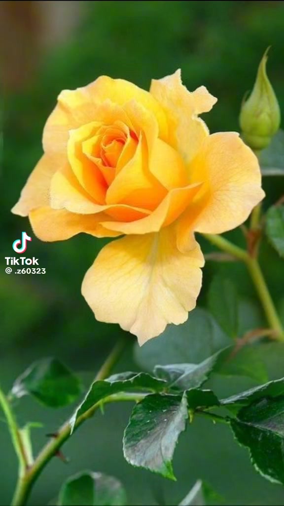 @sevgim sonsuz