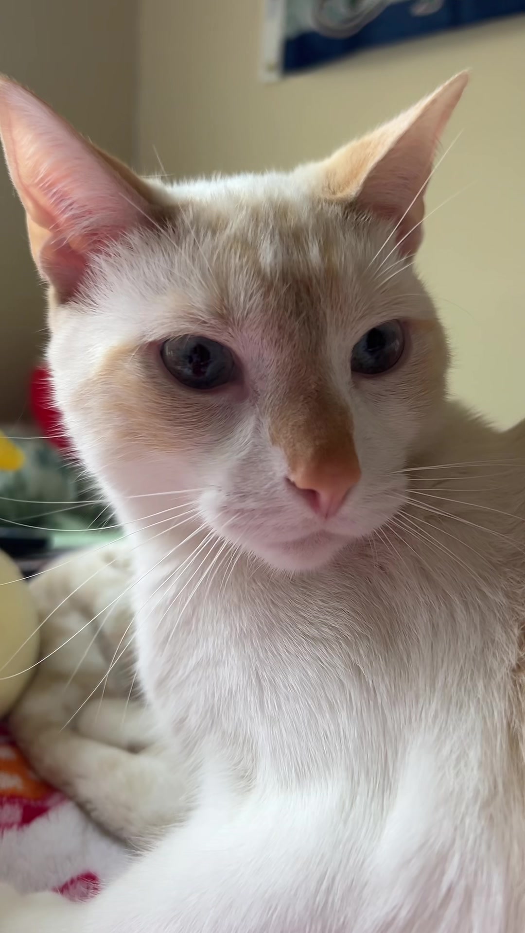 @FamiliarFEYpets