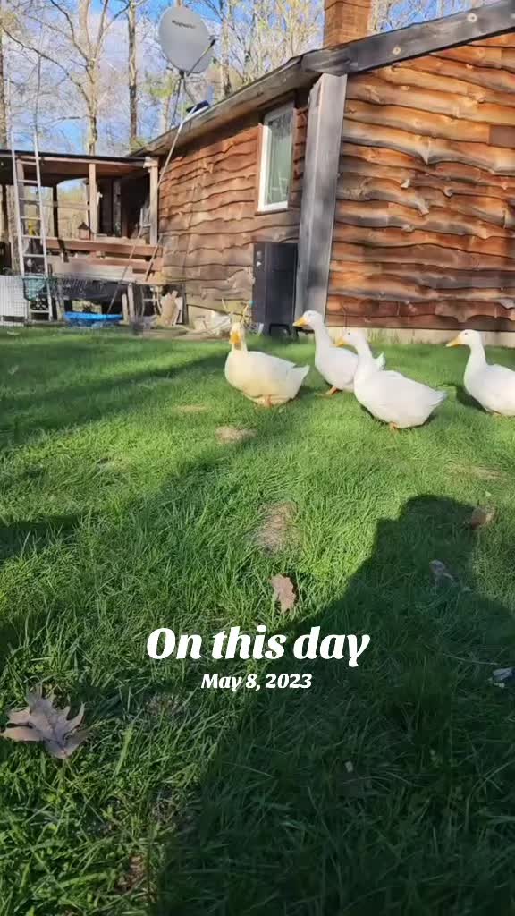 @Cluck and Waddle Farm Rescue