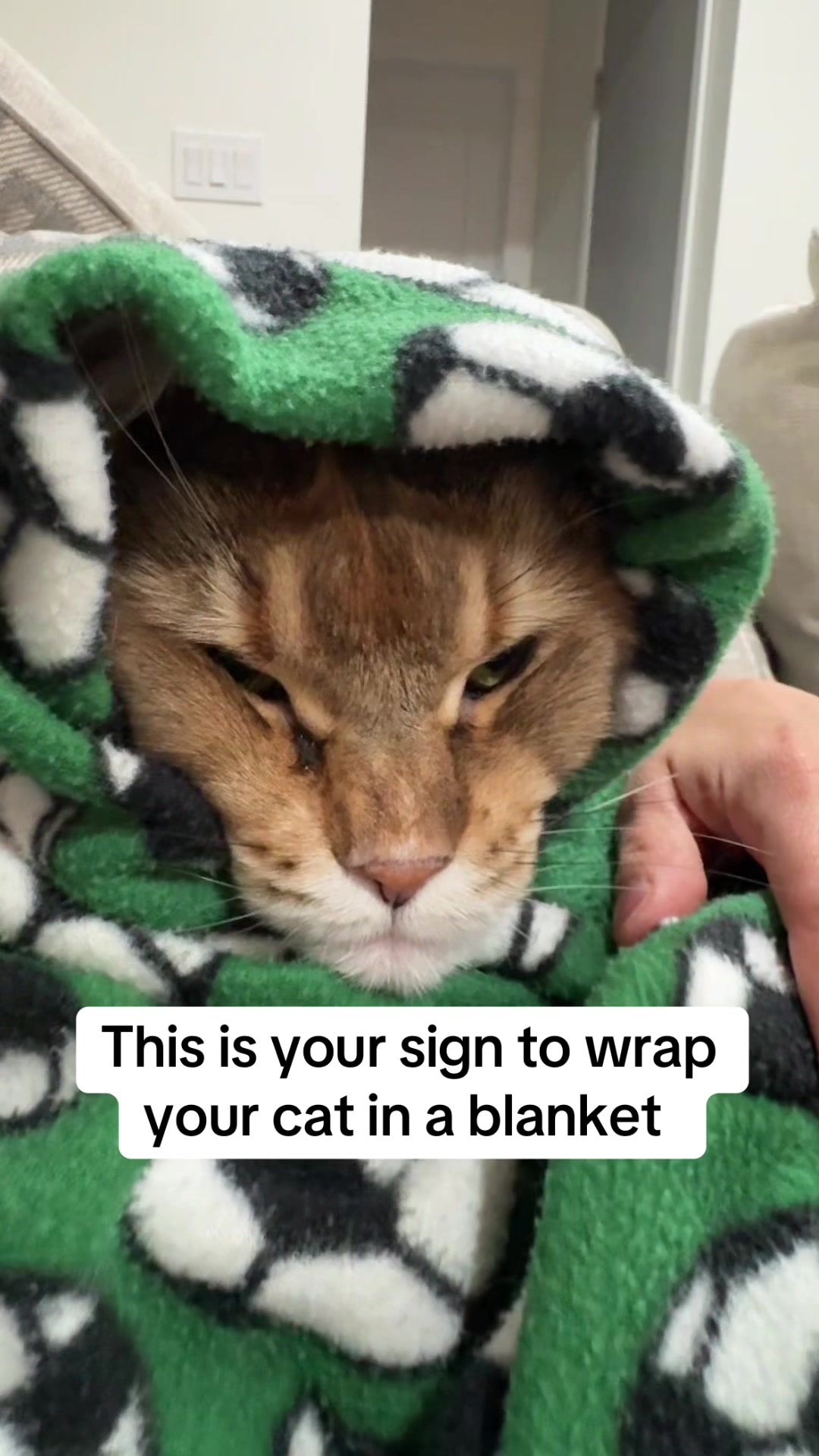 @Theo & Ember 🐈🐈&zwj;⬛
