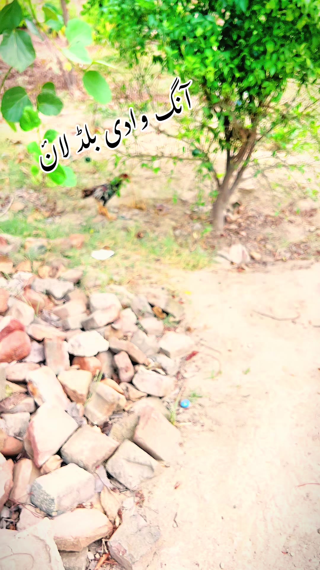 @aseel lovers offical