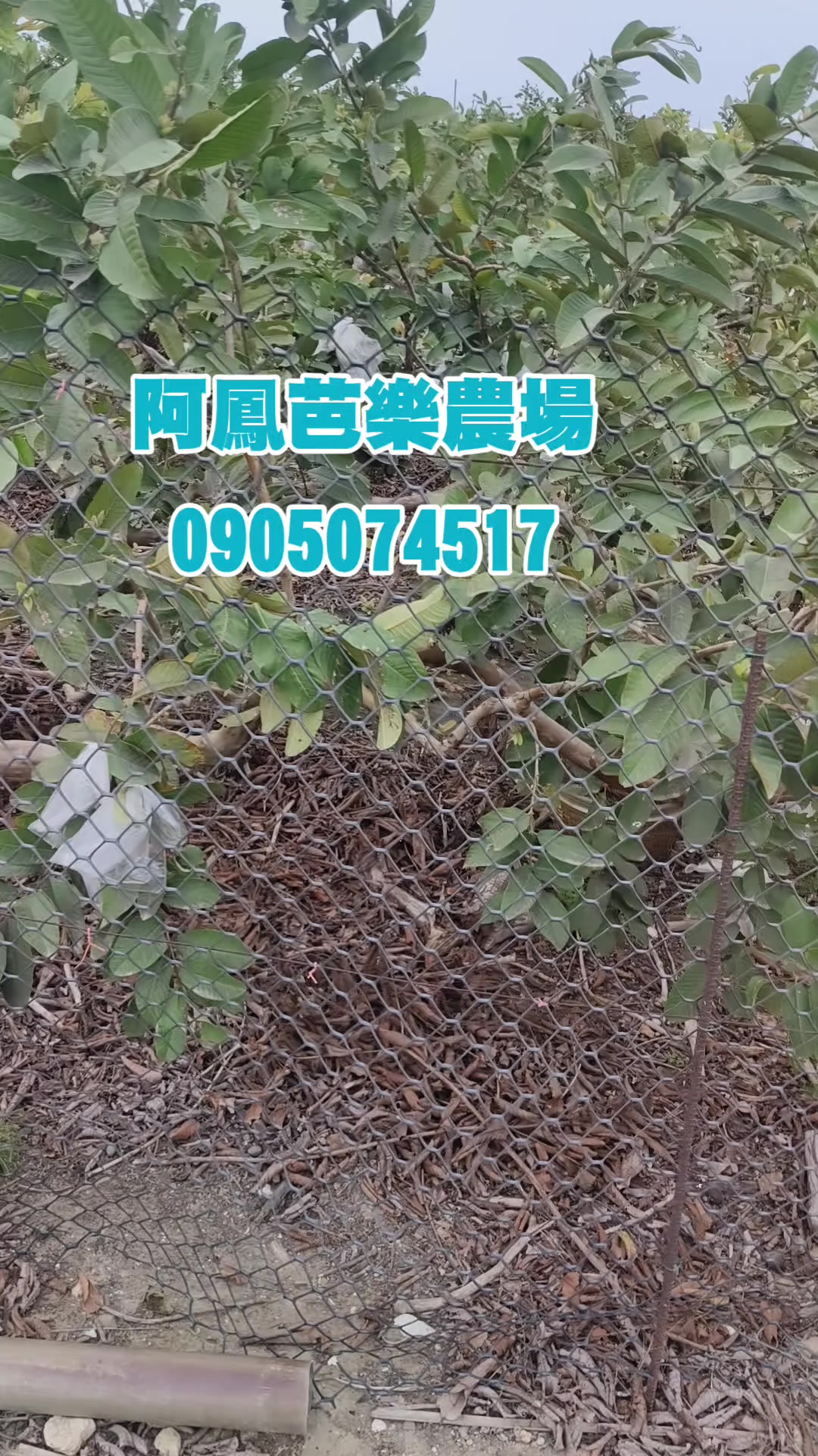 @阿軒