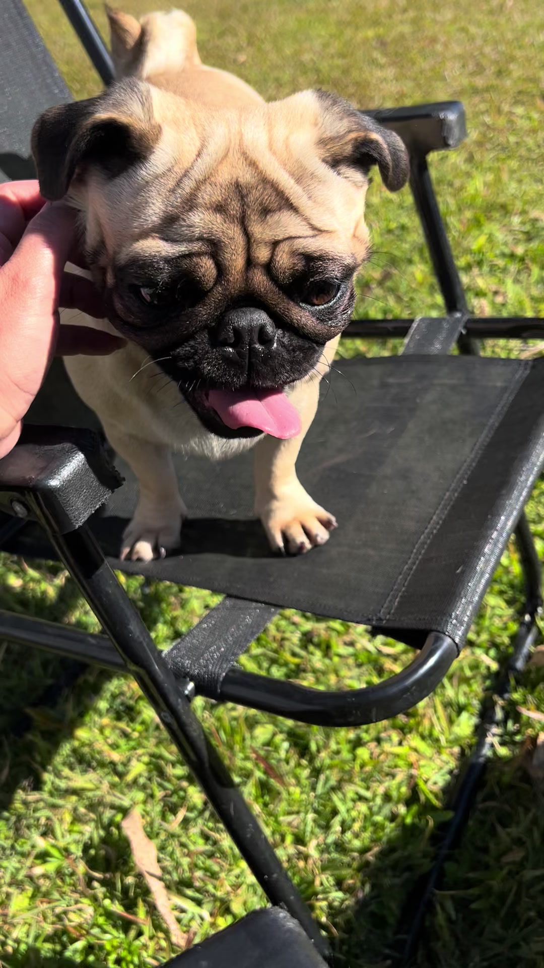 @pugSofyHarry