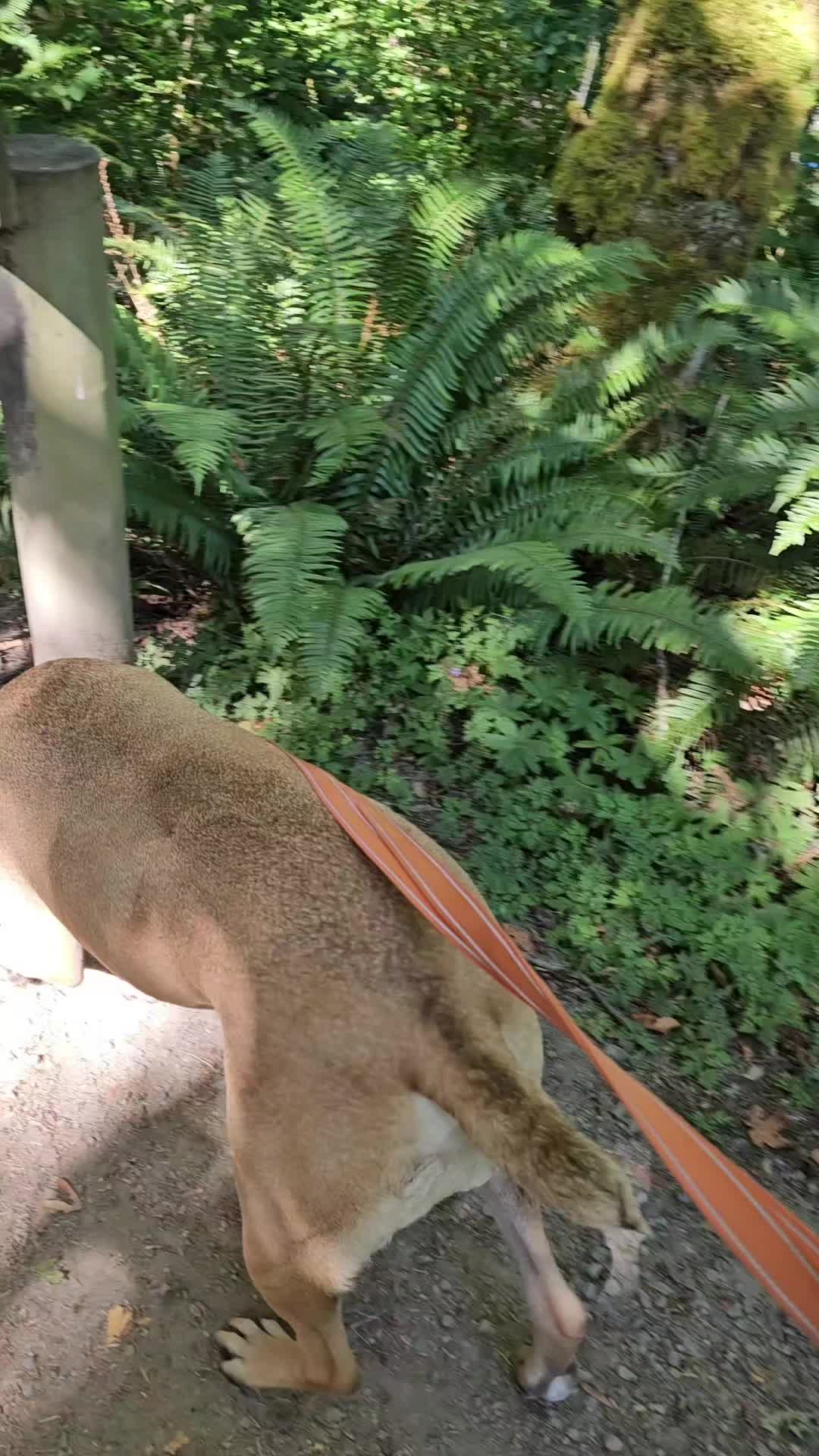 @tall tails rescue & transport