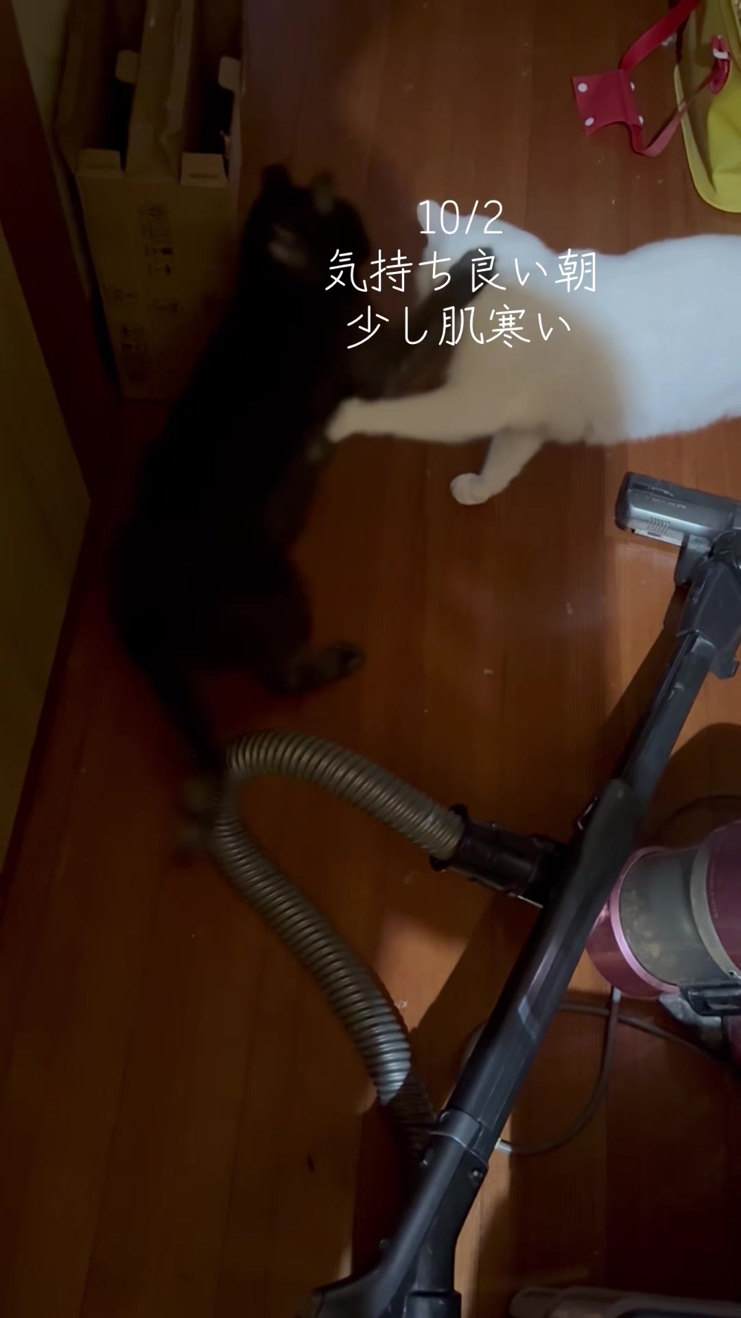 @とのひかる🐾🐈🐈⬛🐾
