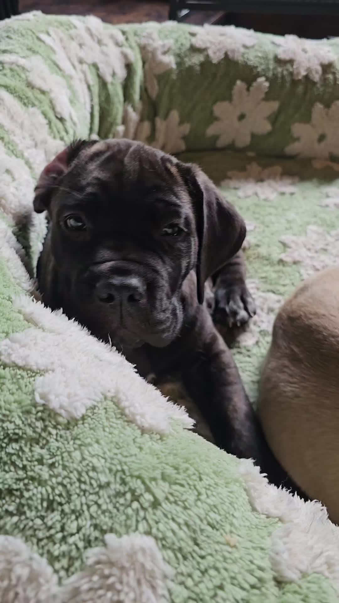 @SalmonCreekCaneCorso