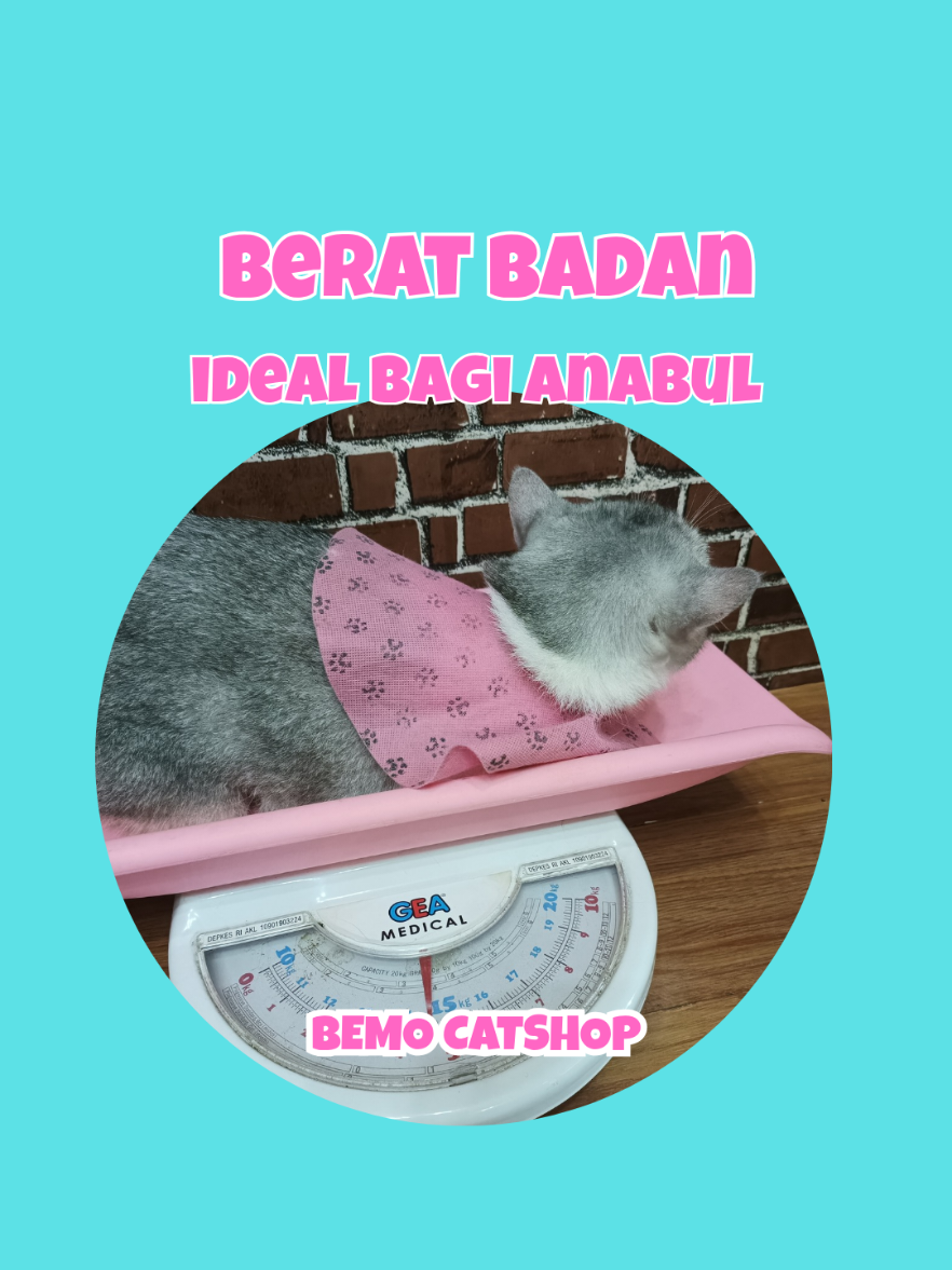 @Bemo Catshop
