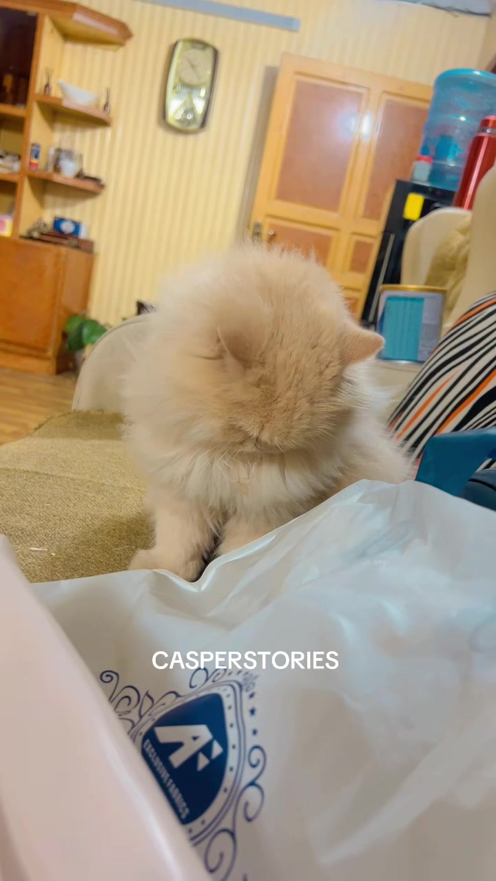 @𝑪𝒂𝒔𝒑𝒆𝒓 & 𝑴𝒊𝒏𝒏𝒊𝒆 🐾