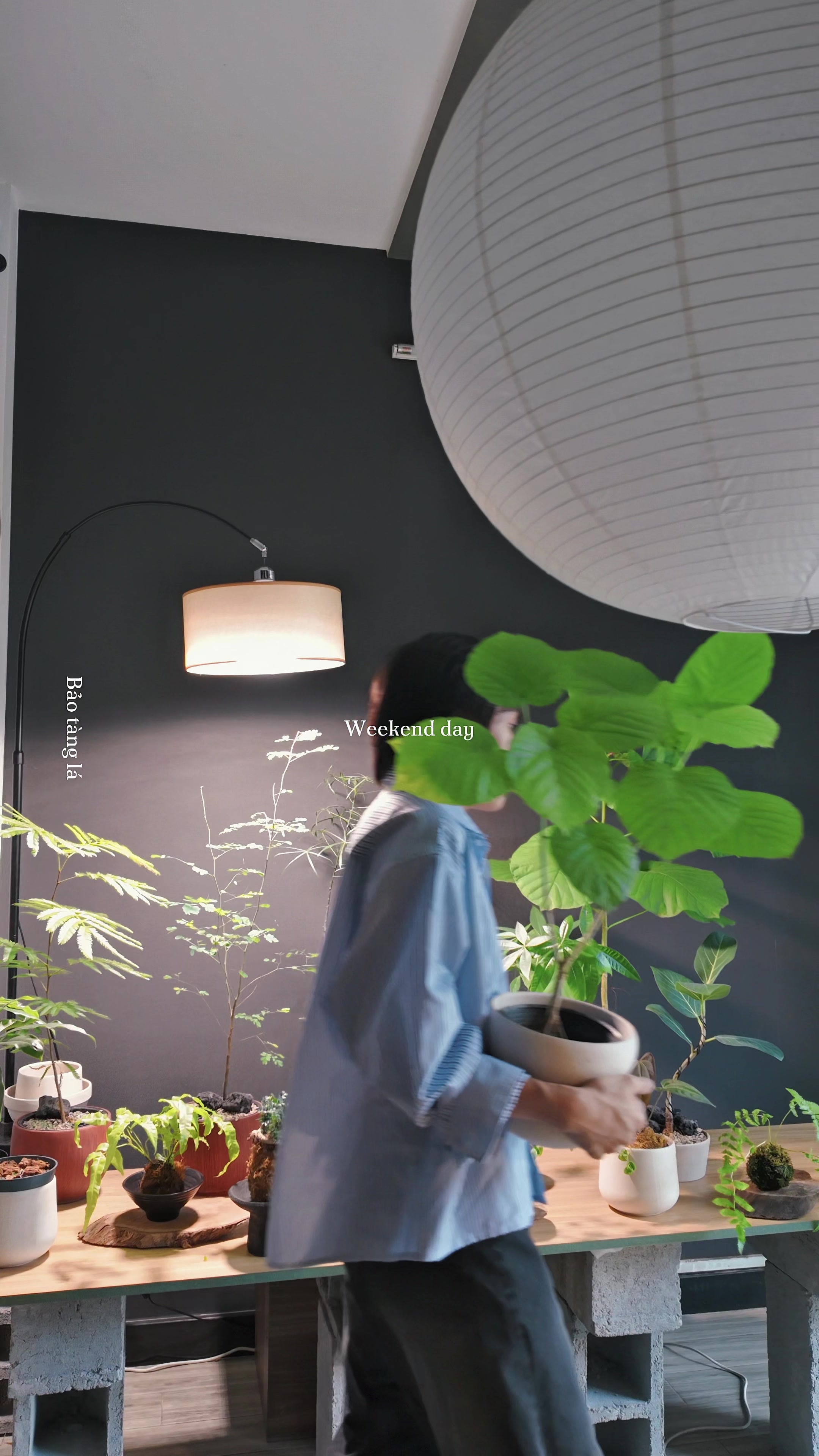 @Bảo tàng lá