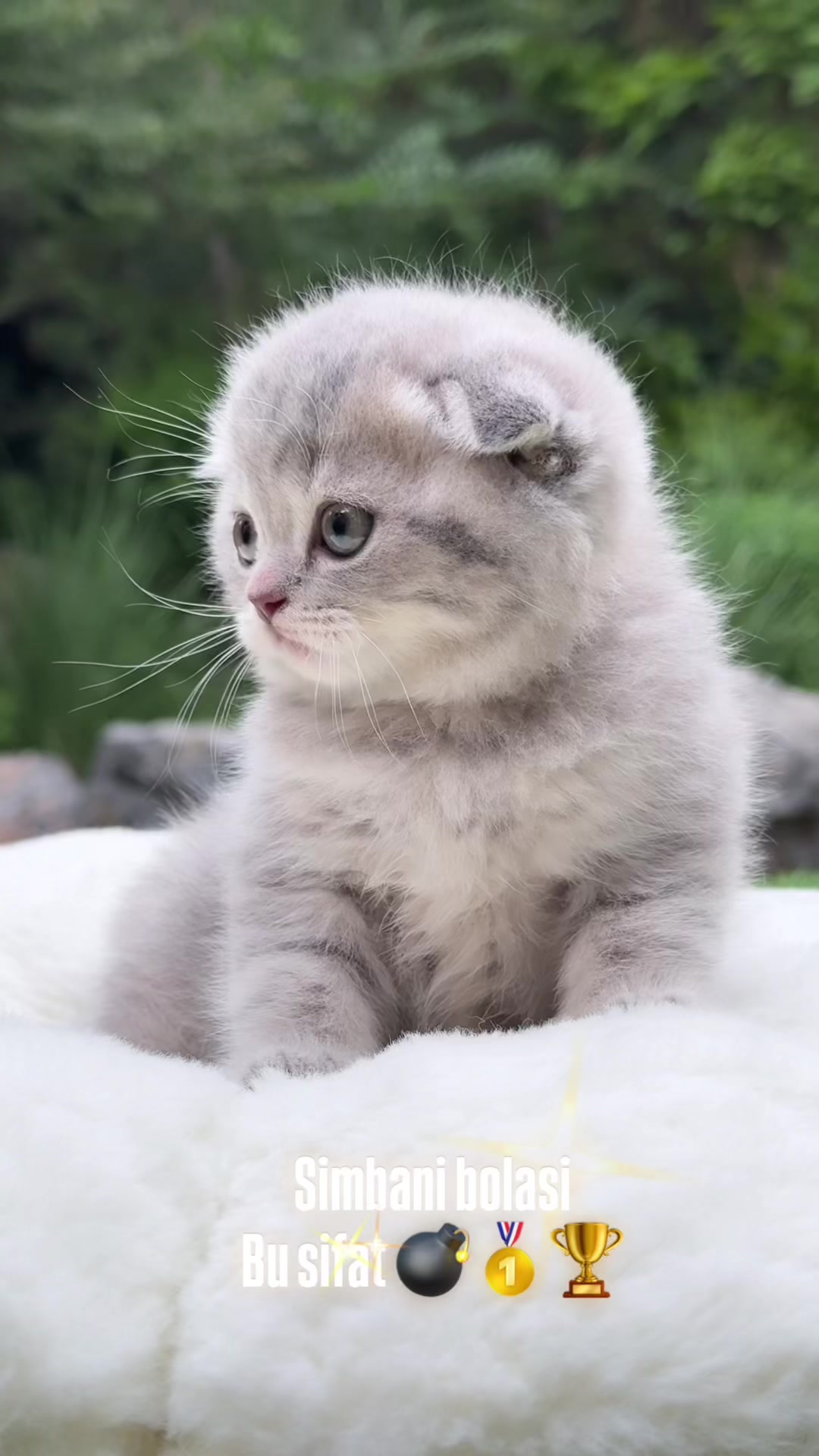 @kittens_uz