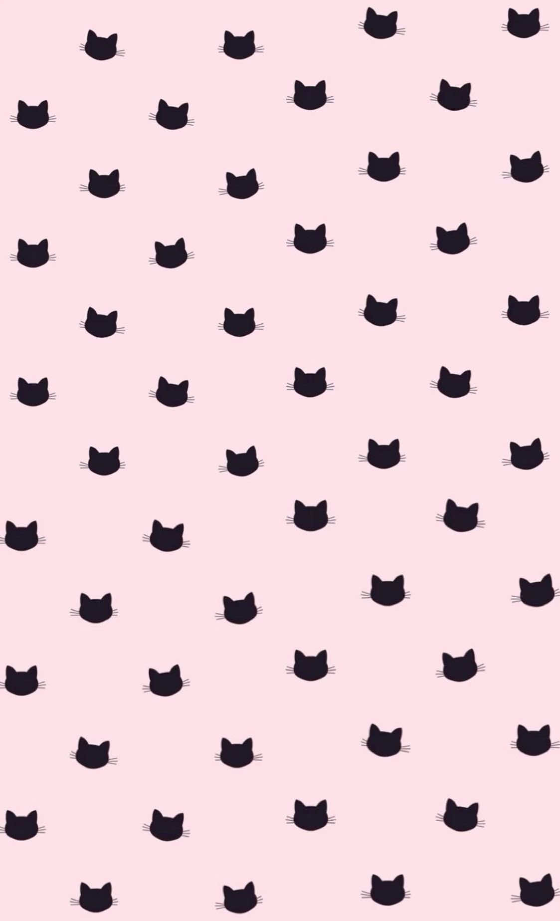 @≽^•⩊•^≼