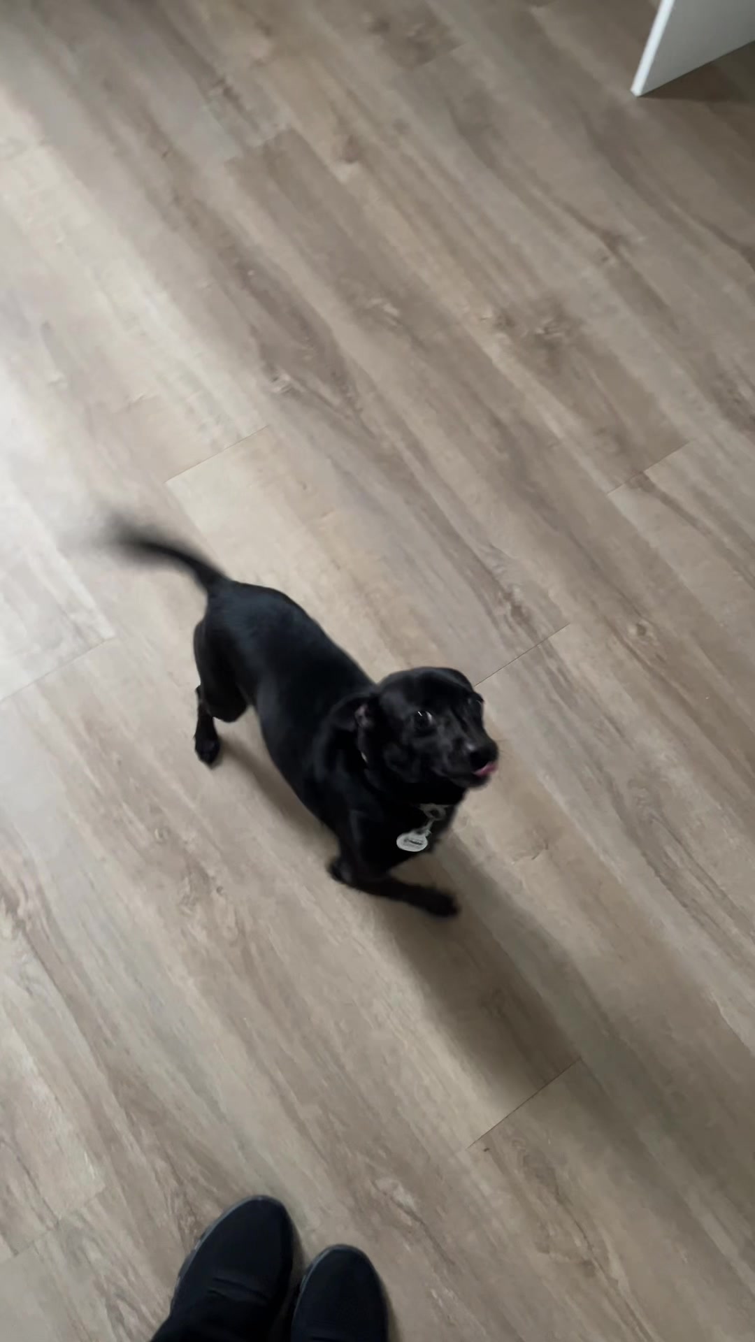 @Blackjack_Chihuahua