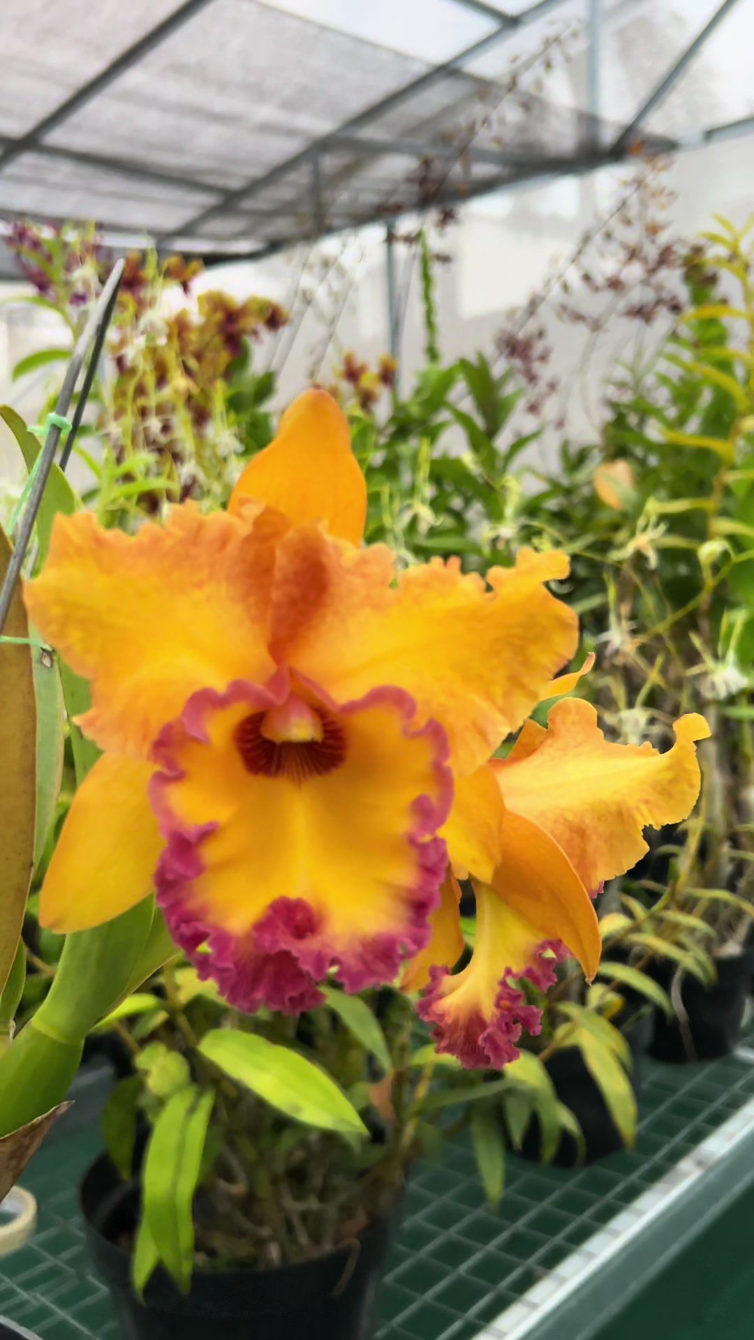 @Anggina Orchid