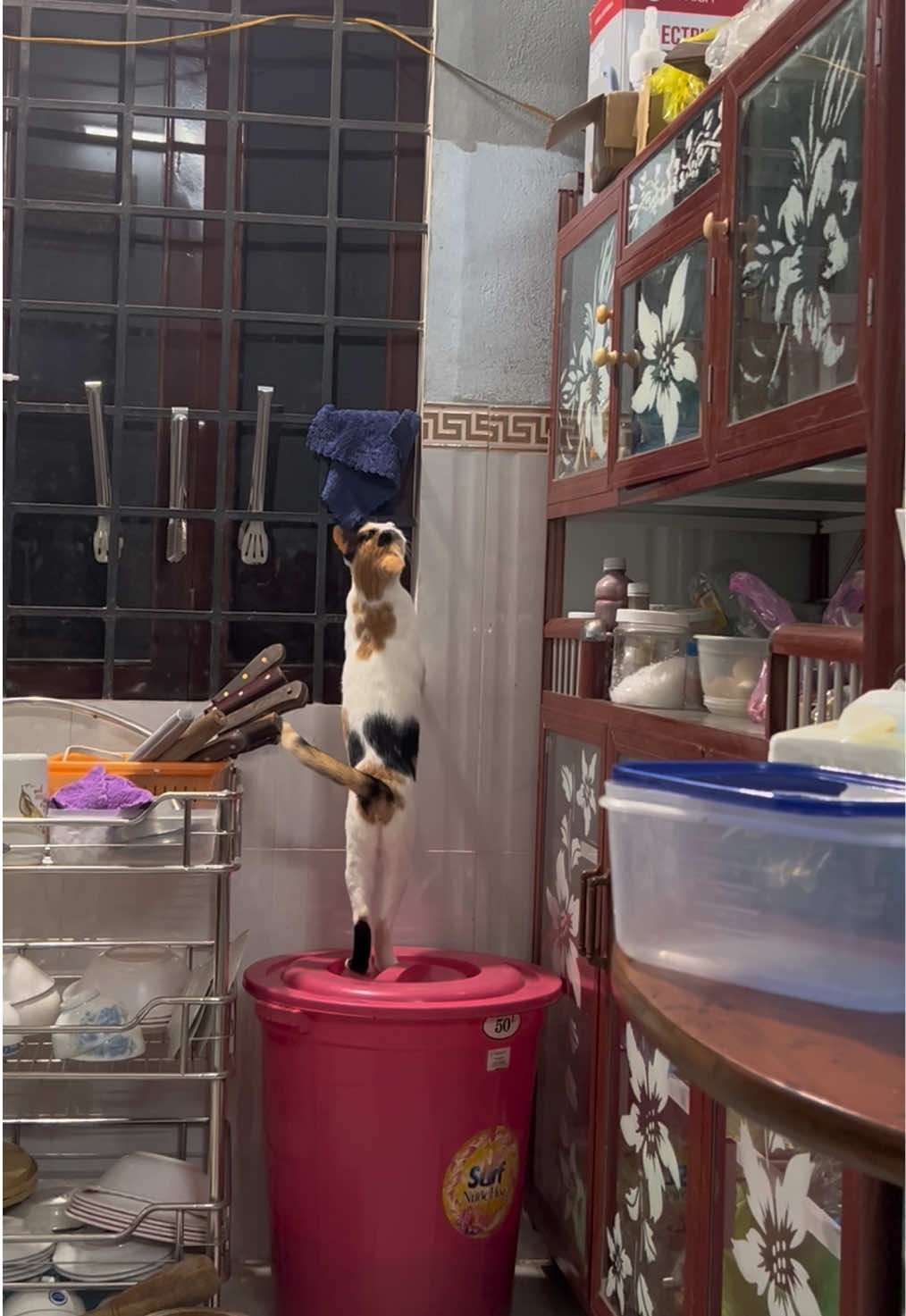 @Ba bé mèo và một bé chó