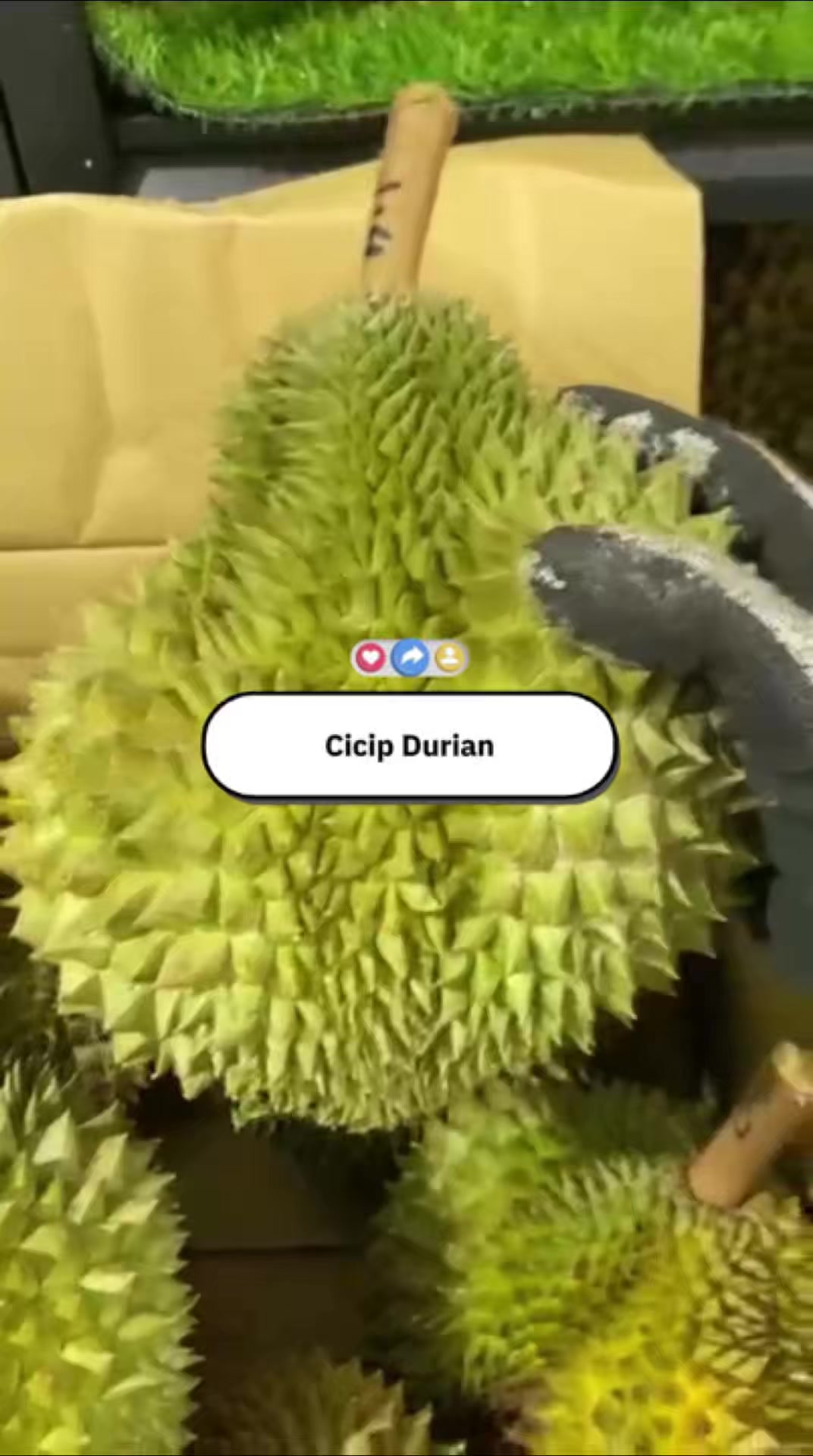 @Cicip Durian