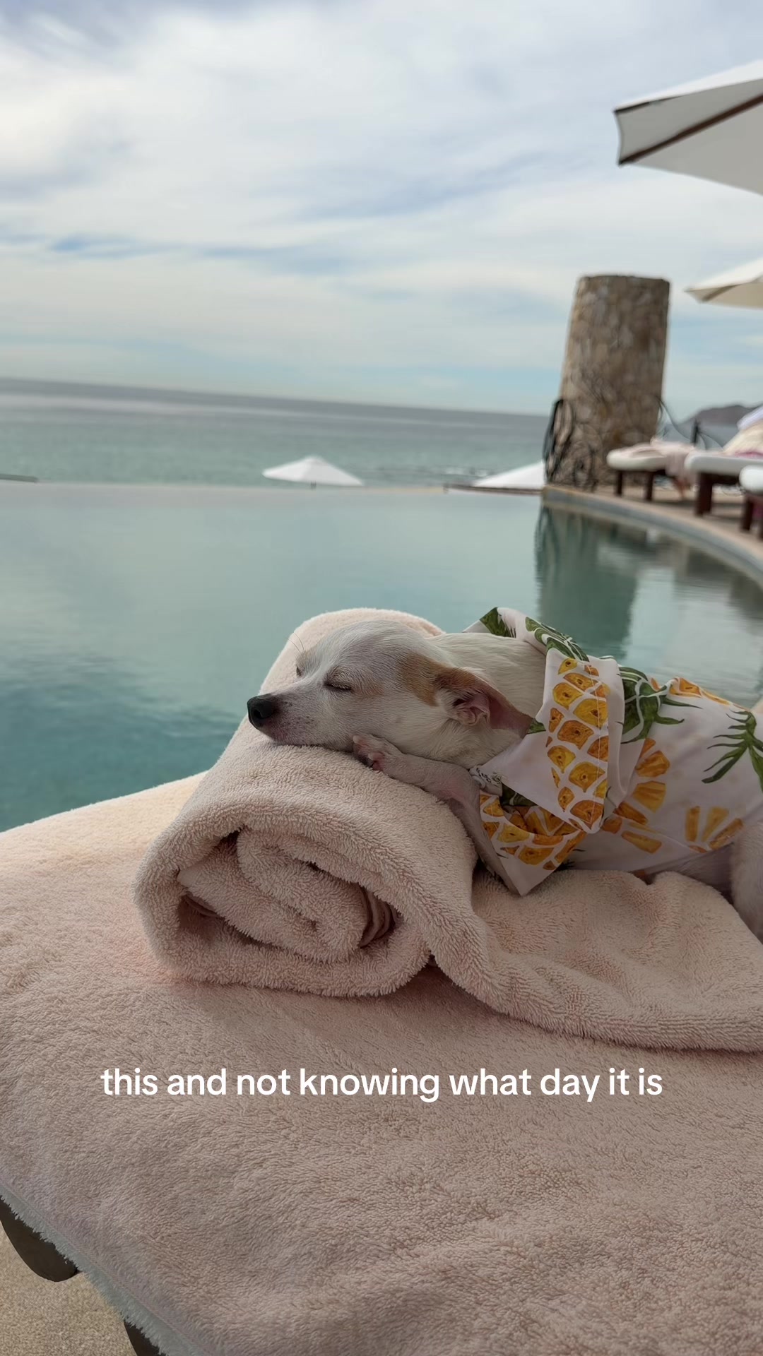 @Bao the Chihuahua