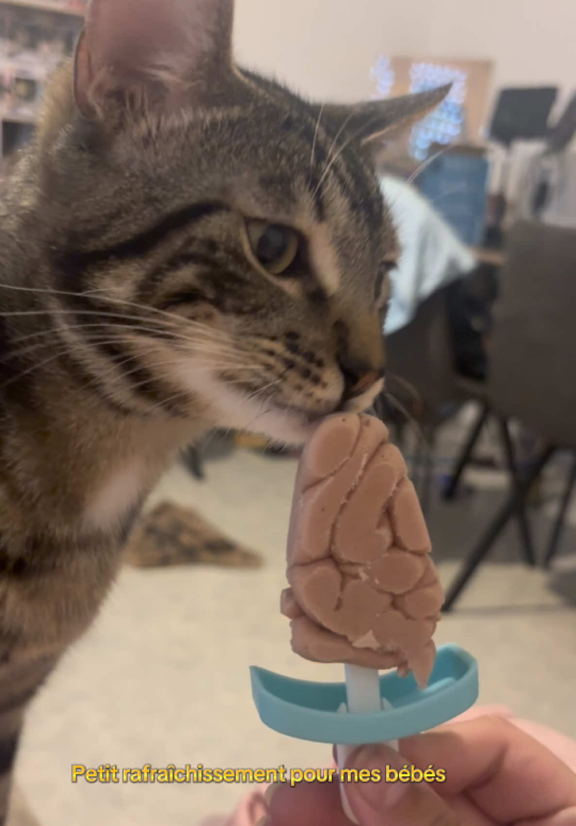 @Had&egrave;s & Zeus 🐱⚡️