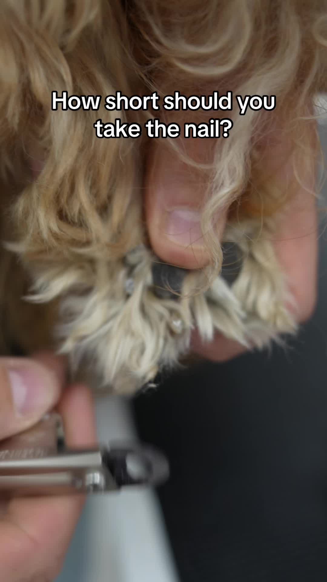 @NorCal Grooming Academy