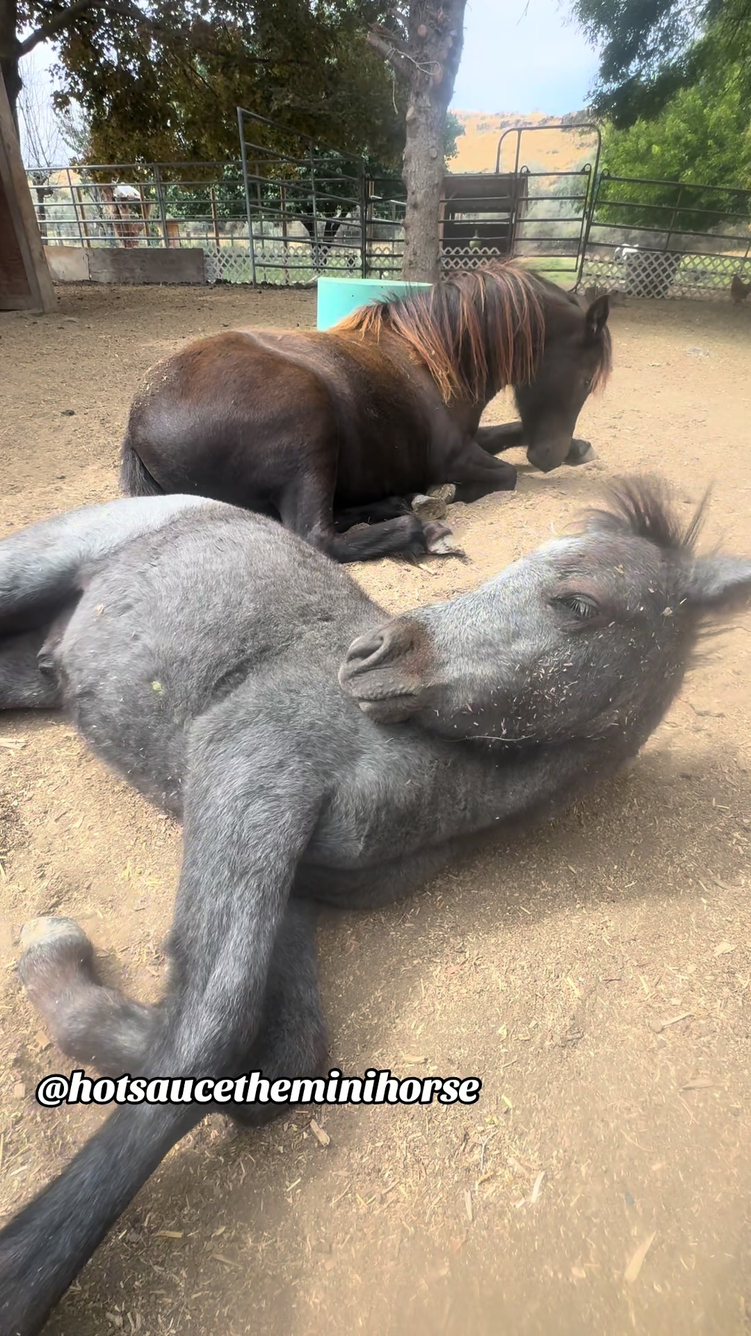 @Hot Sauce the Mini horse 🐎