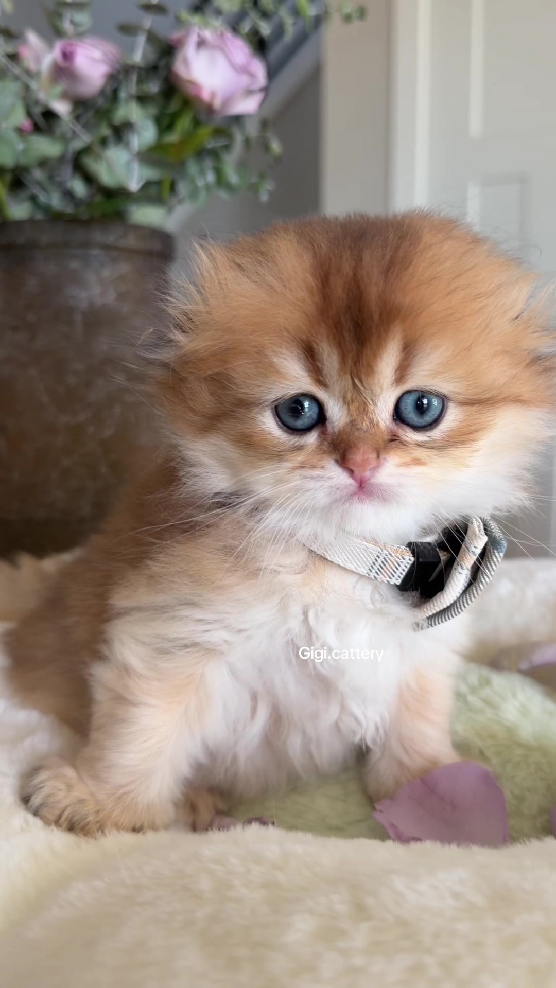 @gigi.cattery