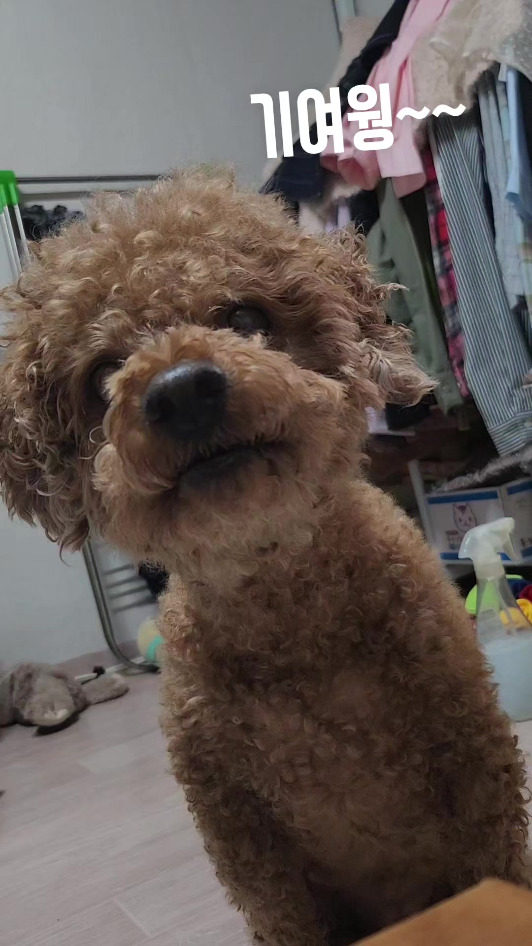 @고디 에미 요요♡