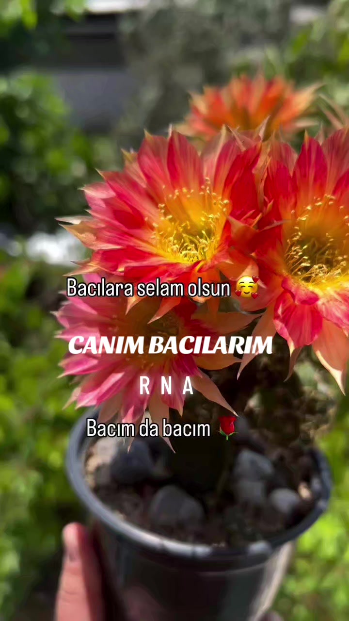 @Hasan Yılmaz