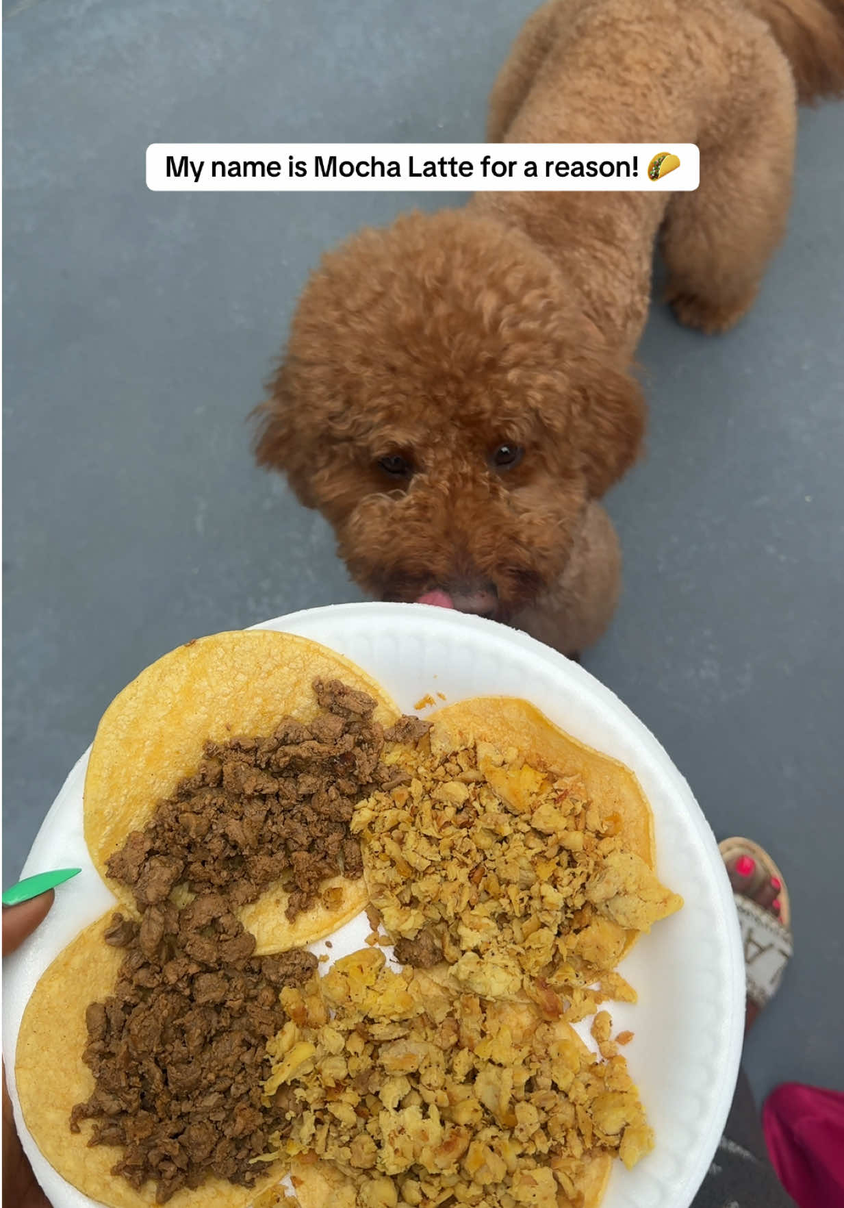 @Mocha | Mini Goldendoodle 🐾