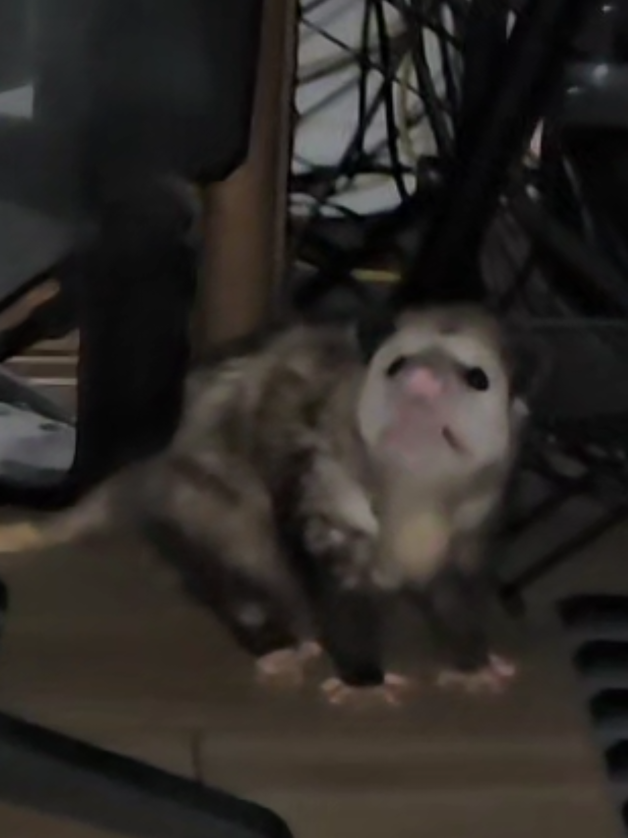 @OPOSSUMDAWGMOM