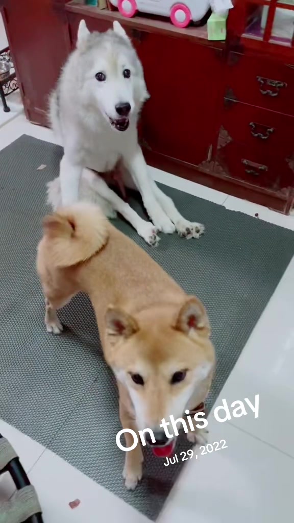 @Hachi Family 🐶🐕🦊