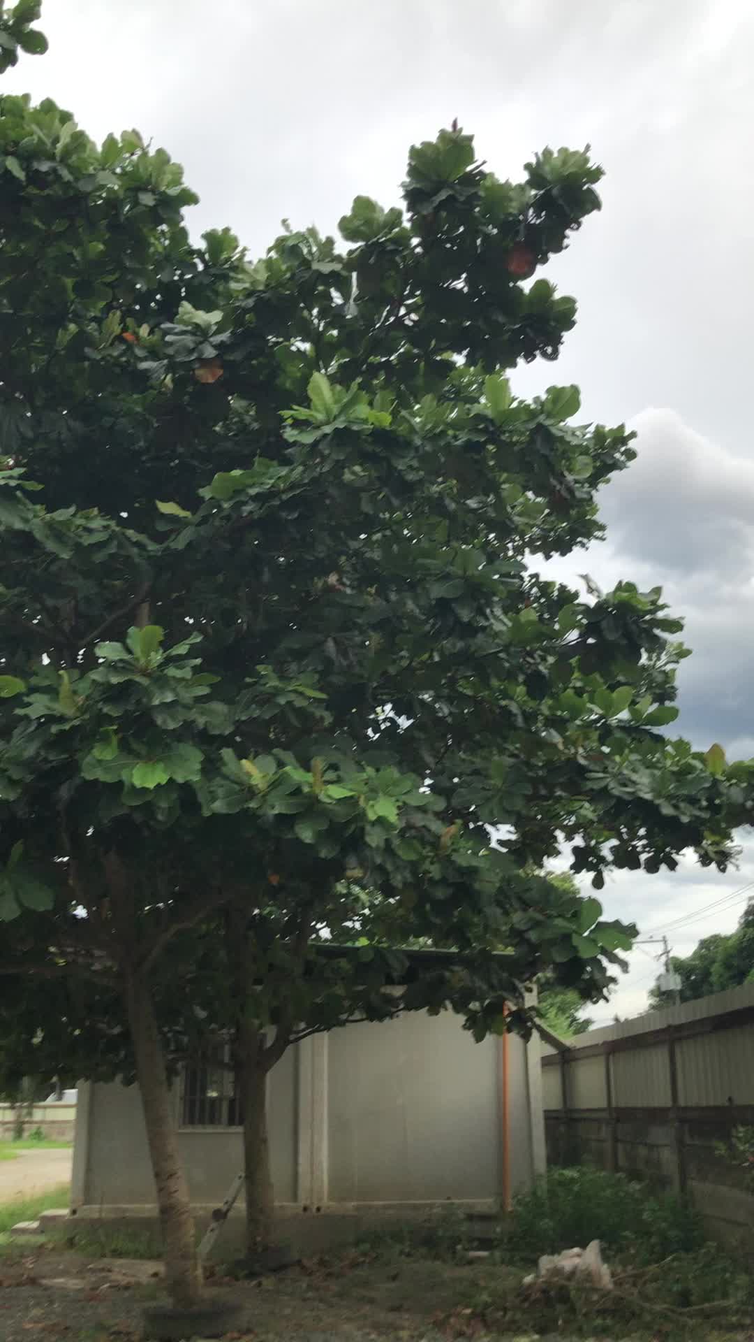 @Hanī