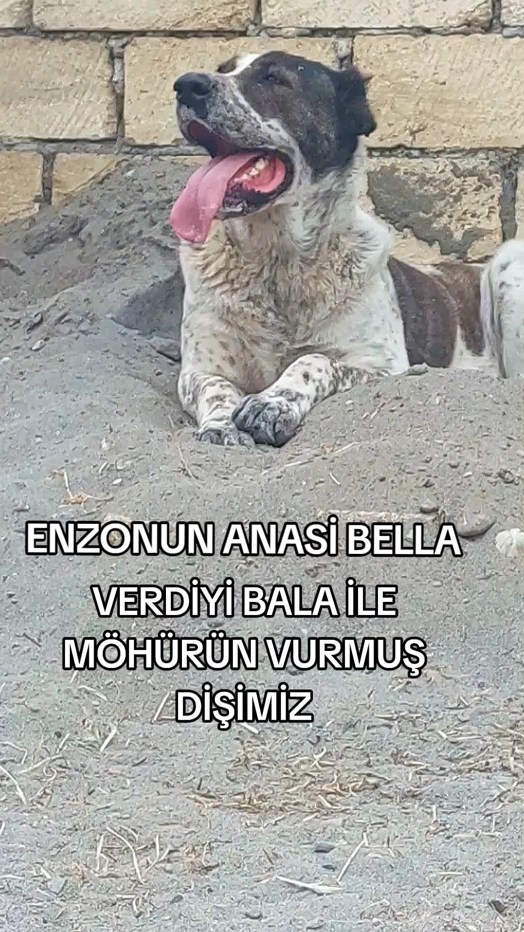 @Elşad__007