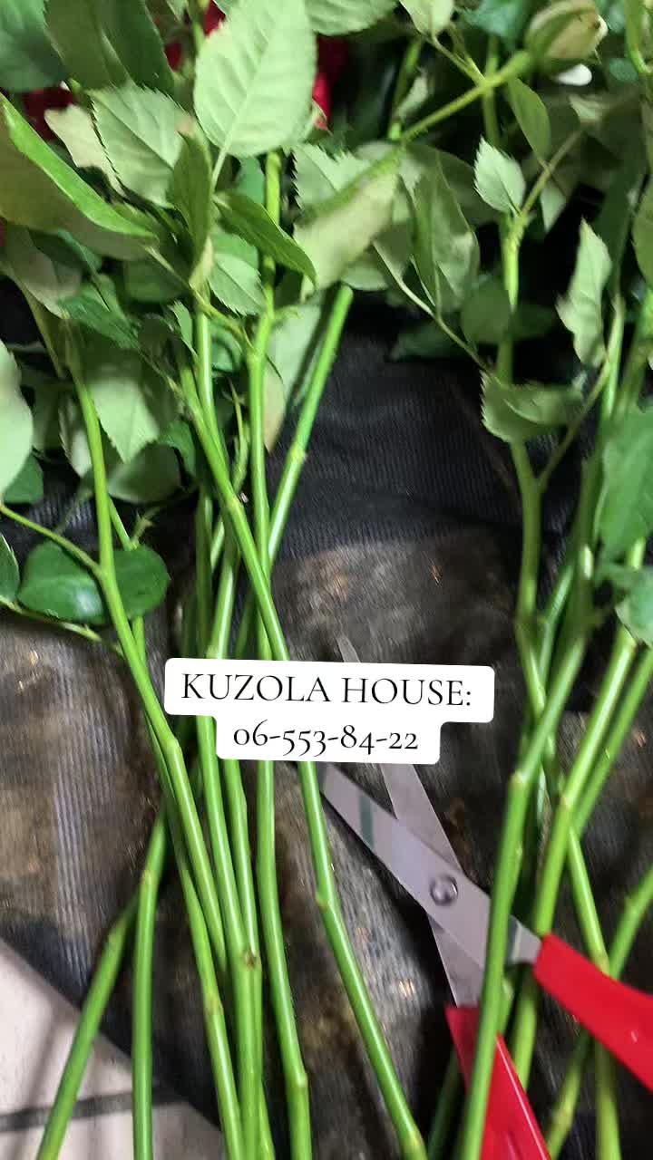@kuzolahouse242