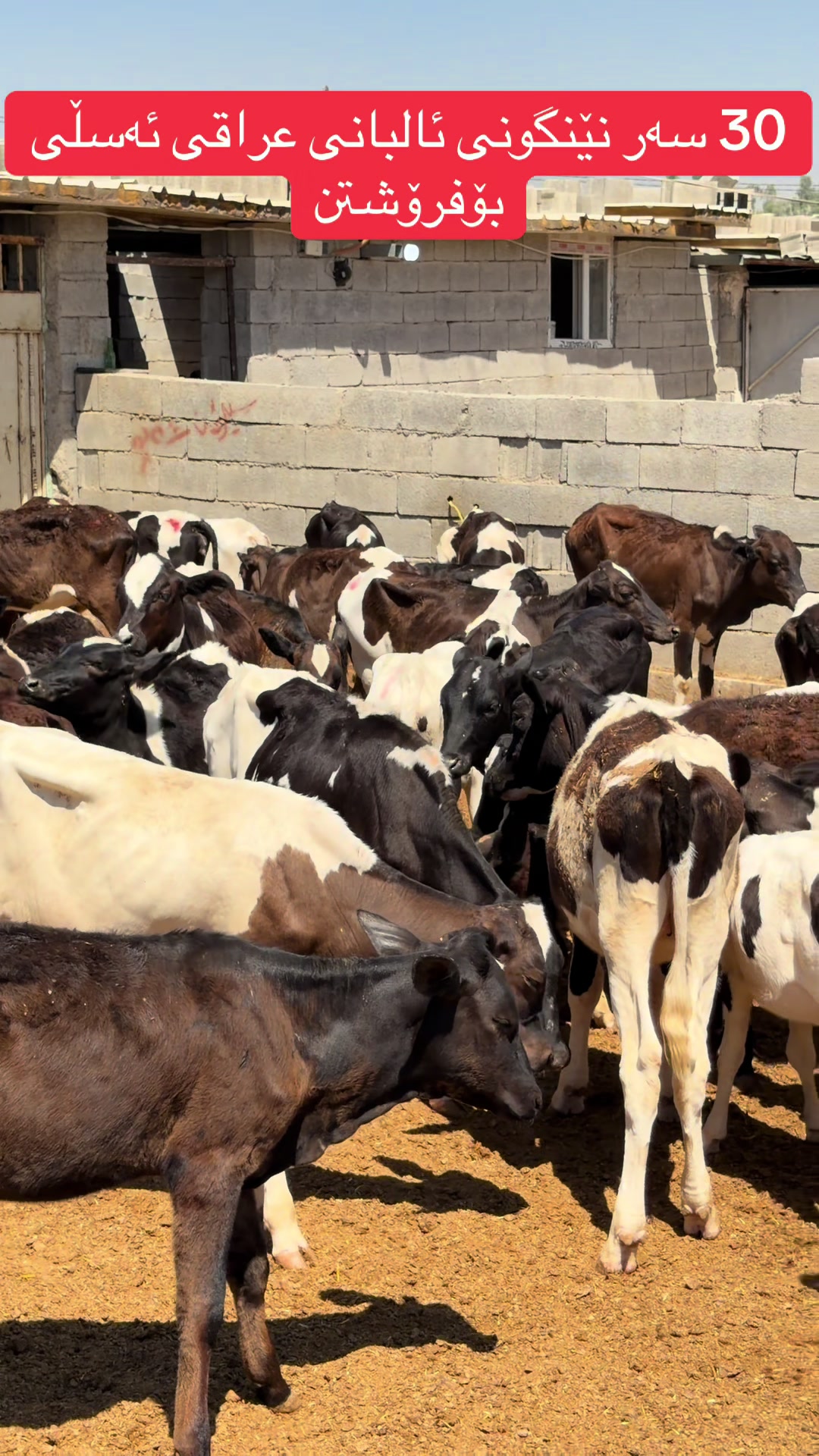 @مەیدانی ئاژەڵانی محمد 🐄🐂