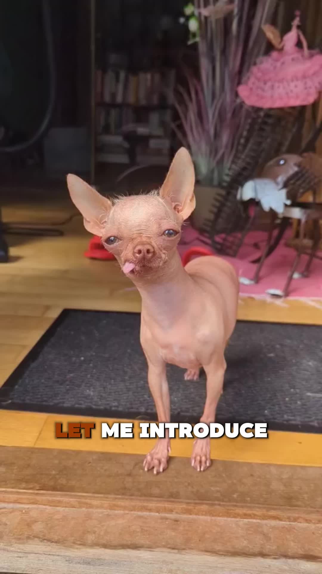 @PawblemsDaily