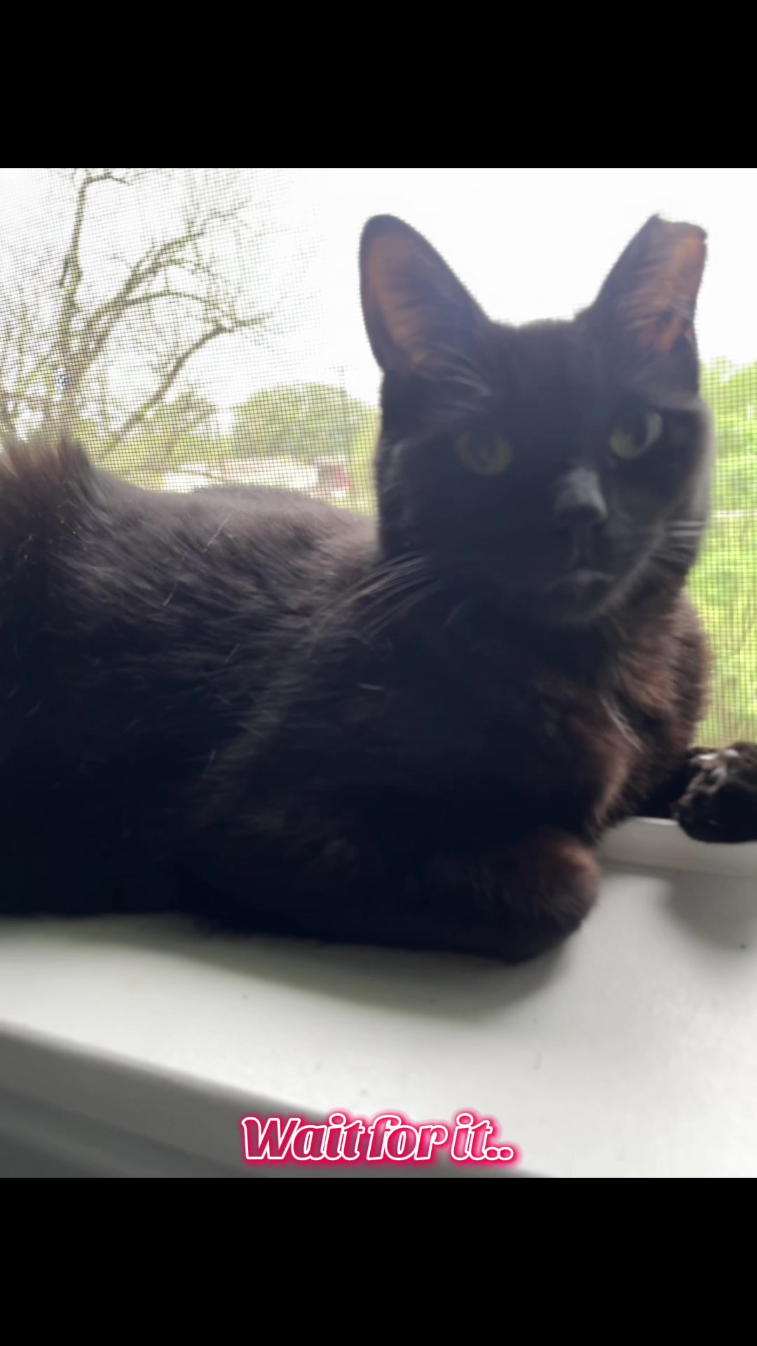 @dutch.vandercat