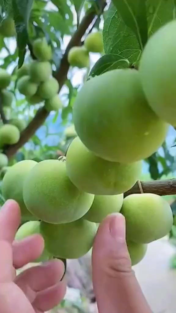 @fruits