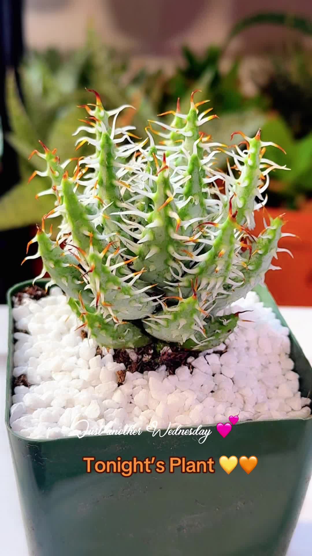 @Strawberry_Plantz