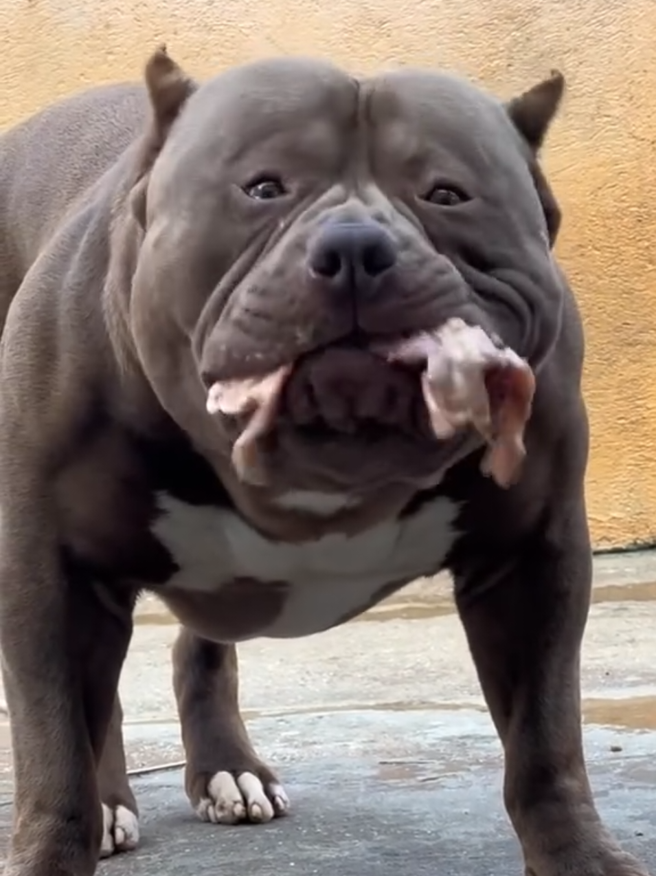 @K9 DZ