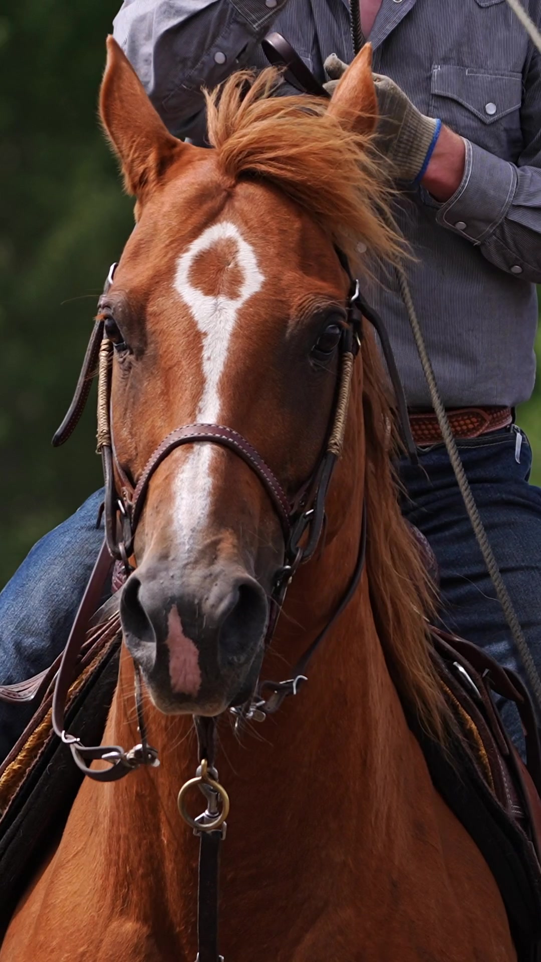 @Hanginghorses