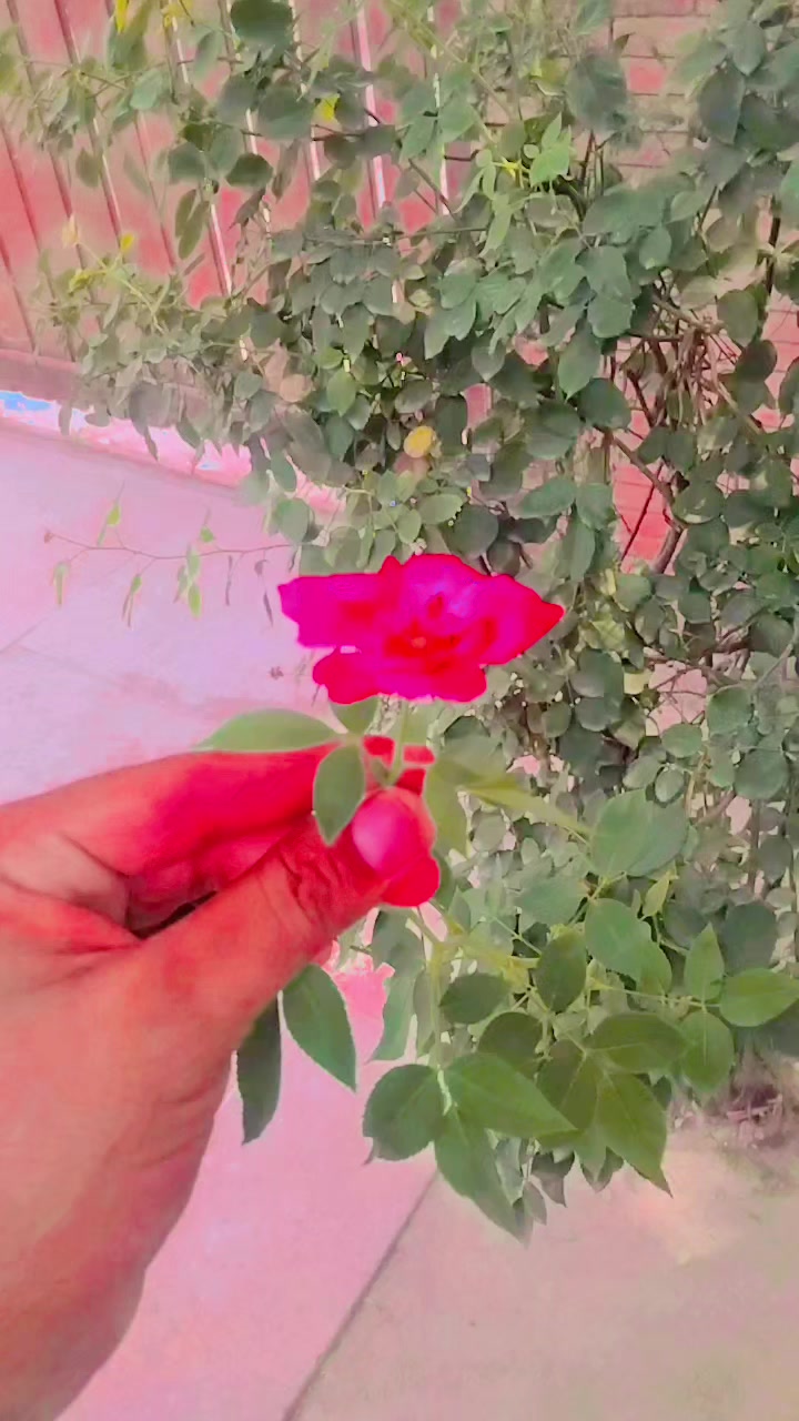 @Mian Rauf