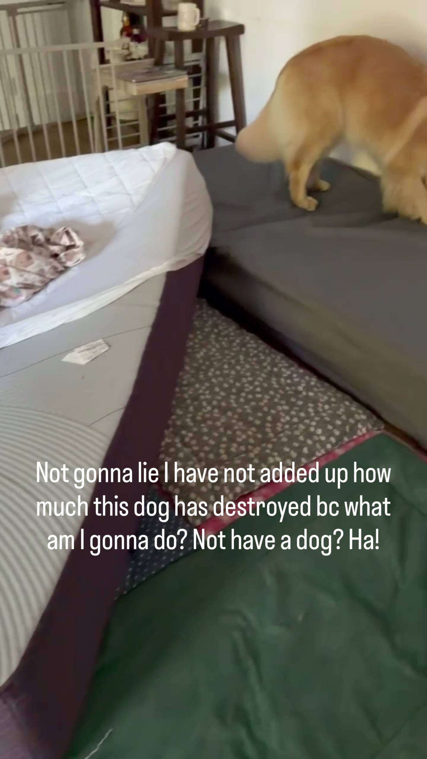 @DogMomisms