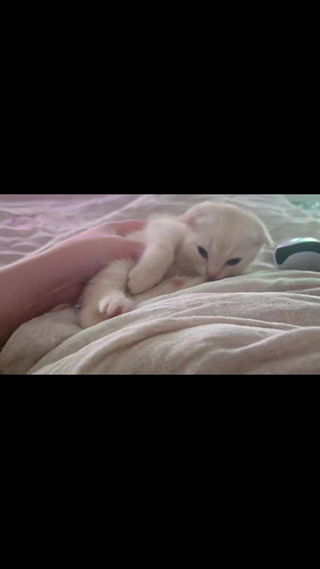 @Brittany Beauties Kittens
