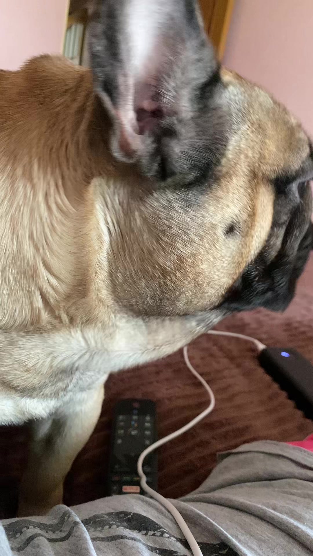 @_holly_bulls_