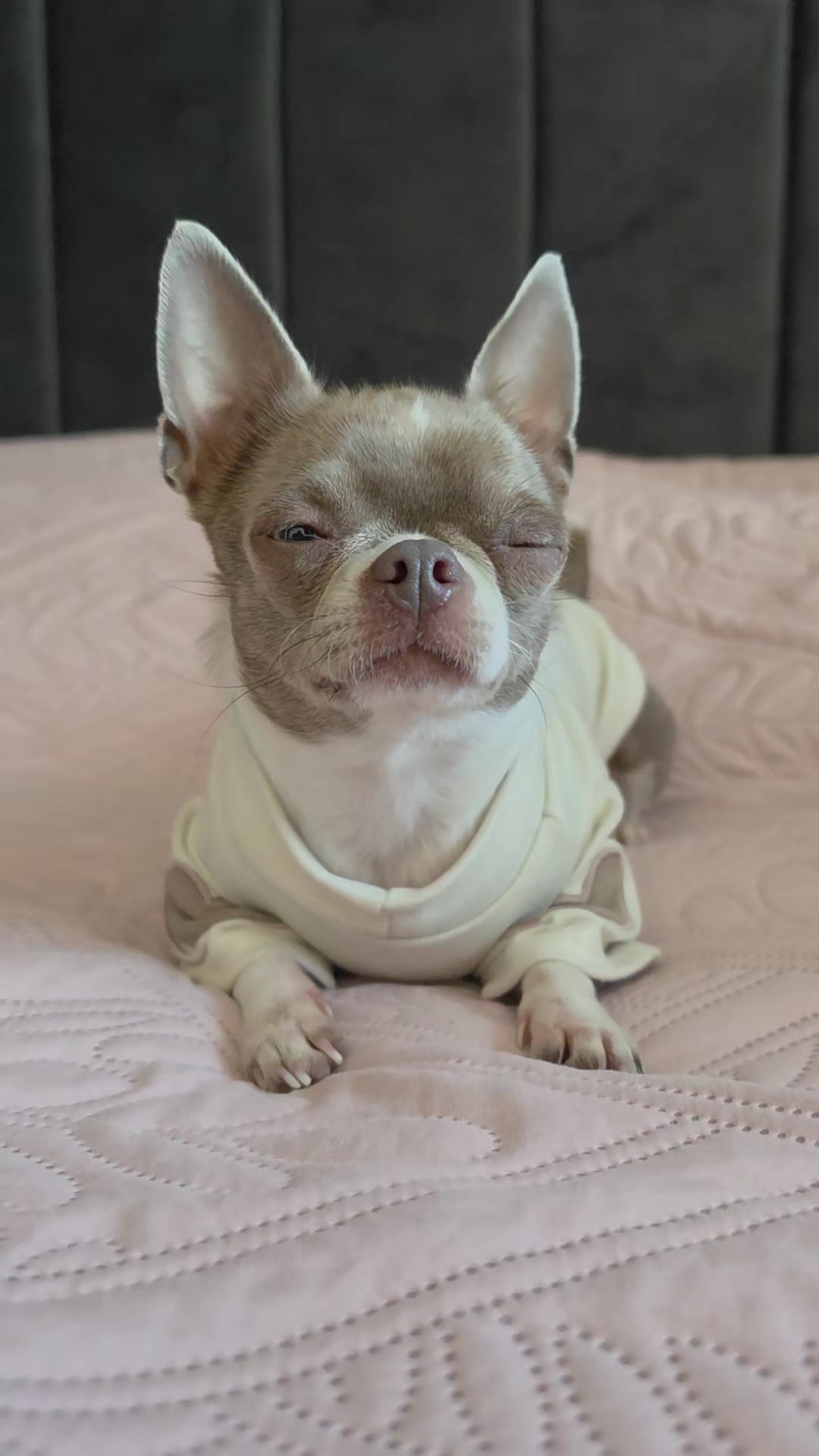 @RufinaChihuahua