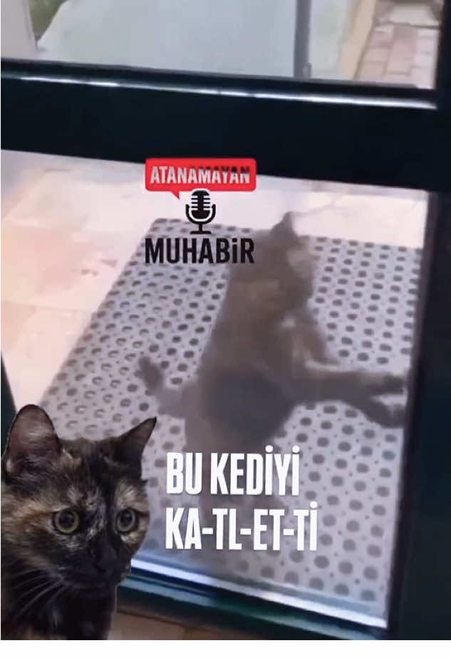 @kedifanatikleri